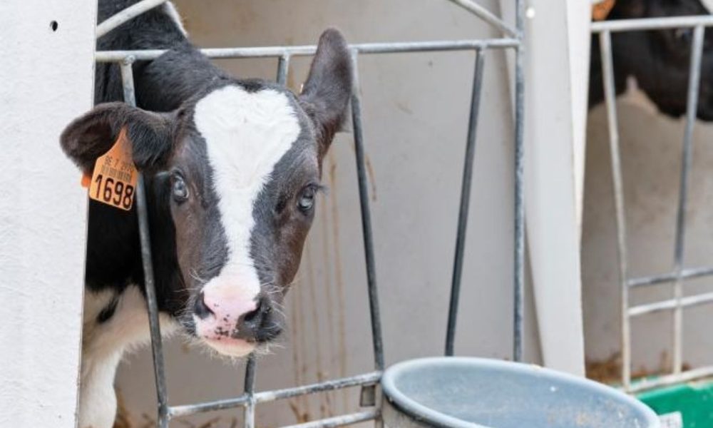 Didėjantis ES gyvūnų antimikrobinių medžiagų pardavimas kelia susirūpinimą