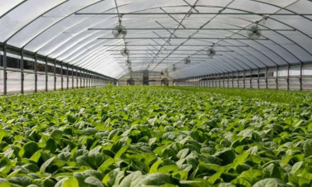 Išlaisvinkite Europos bioekonomikos potencialą: prisijunkite prie naujos investicijų diegimo grupės